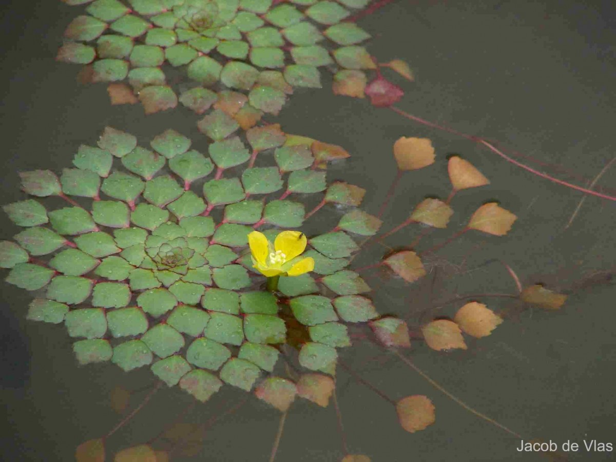 Ludwigia sedoides (Bonpl.) H.Hara